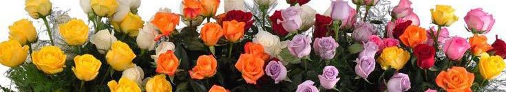 Schaaf Floral features Ecuadorian and Minnesota Grown Roses!!