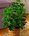 Green Plants