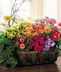 Flowering Plants