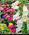 Blooming Plants