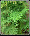 Ferns