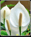 Peace Lilies