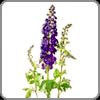 Delphinium, Hybrid