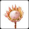 Protea, King