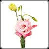 Lisianthus