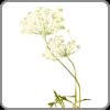 Queen Anne's Lace
