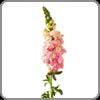 Snapdragon