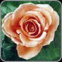 Coral Rose