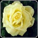 White Rose