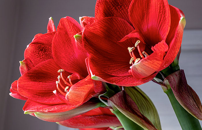 All About Amaryllis Schaaf Fl