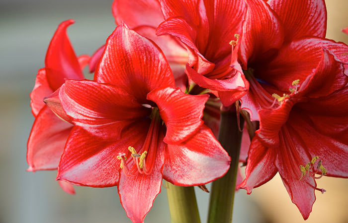 Amaryllis Single Wild e