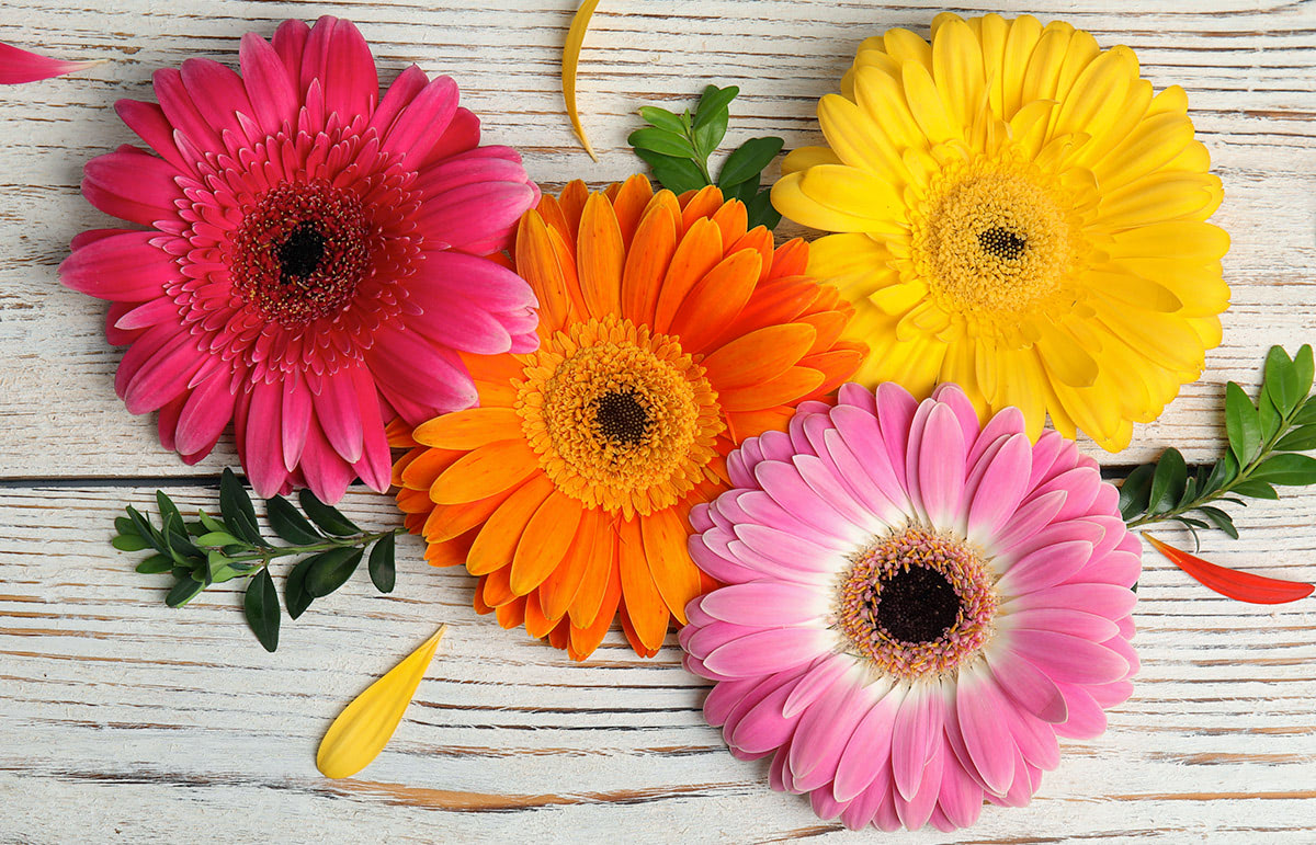 Black Artificial Gerbera Flower Stem