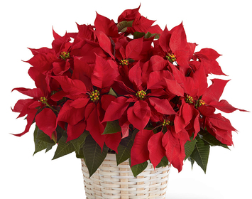 Holiday Plants