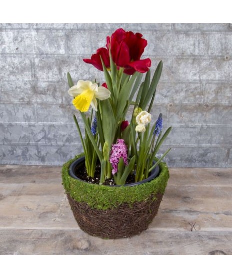 Bulb Garden