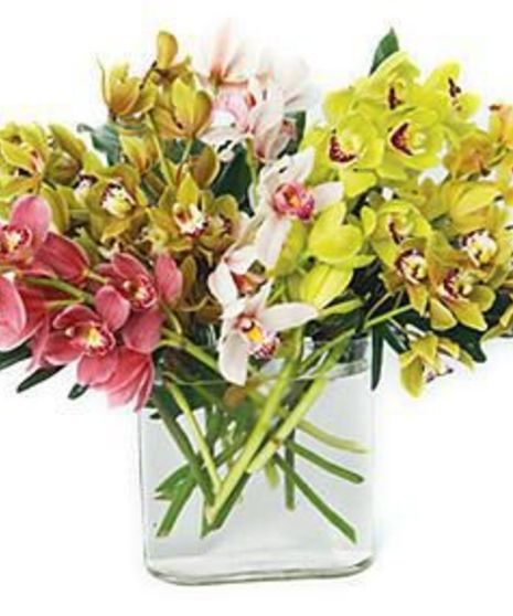 Mixed Mini Cymbidium Orchids