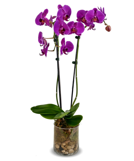 Beautiful Orchid Plants