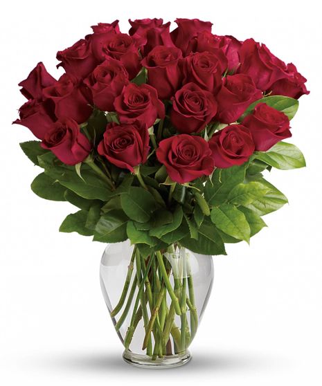 Schaaf's Radiant Red Roses