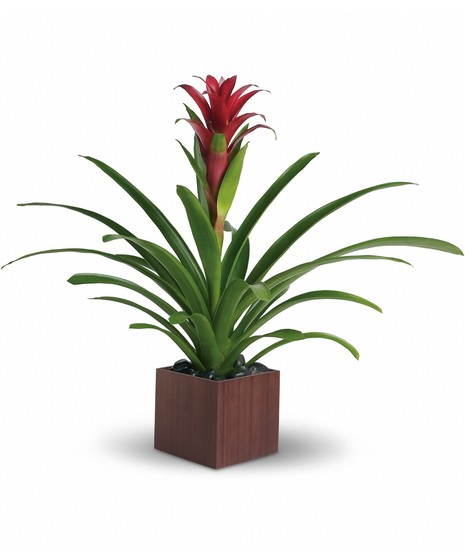 Stunning Bromeliad