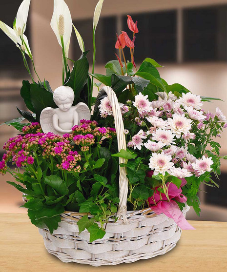 Angel European Basket