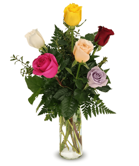 Multicolored Roses