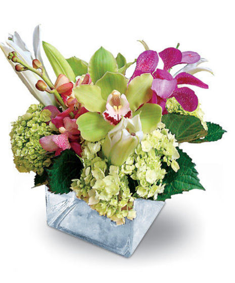 Orchid Bliss