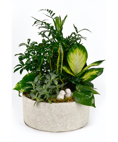 Bird Dish Garden