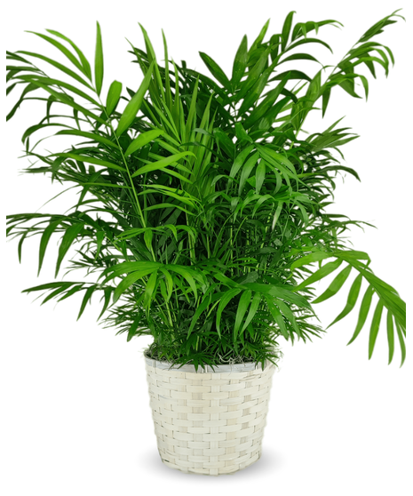 Parlor Palm Green Plant