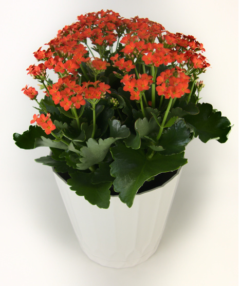Kalanchoe Plant