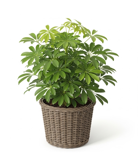 Arbicola Plant