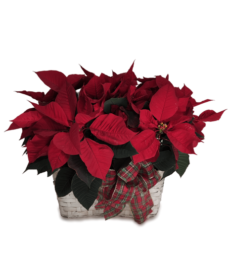 Double Poinsettia Basket