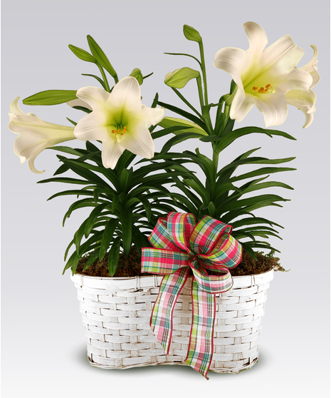 Easter Lily Plants
