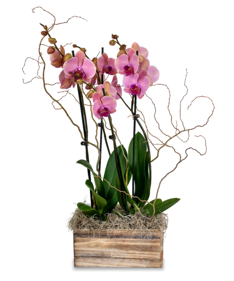 Flowering Plants