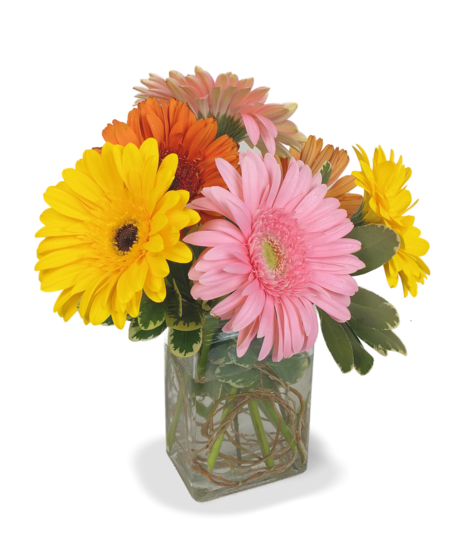 Fiesta Gerbera Vase