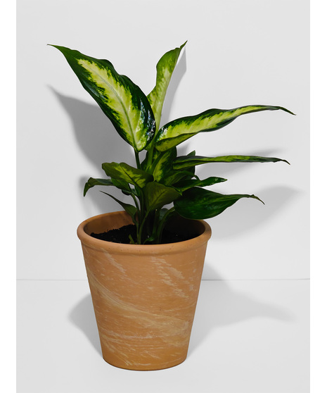 Plant Pal