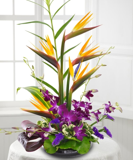 Tropical Wonder