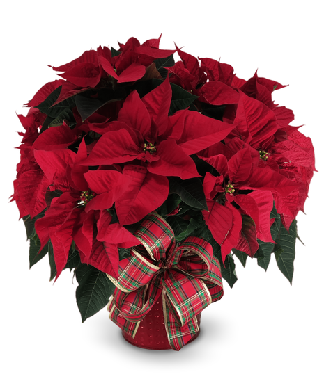 Red Poinsettia