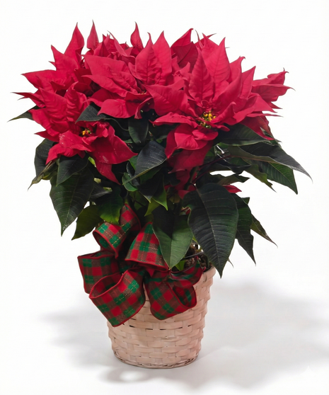 Poinsettia Holiday Plant