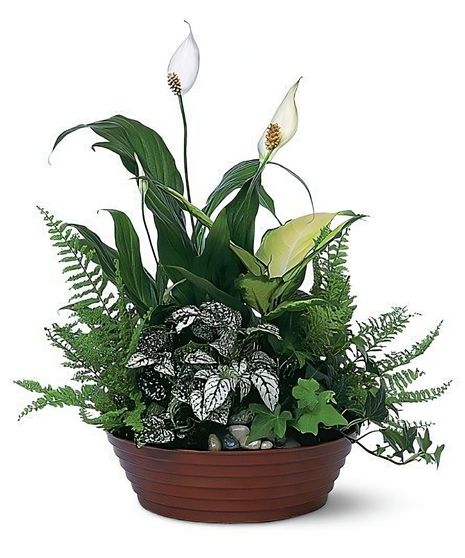 Glorious Dishgarden