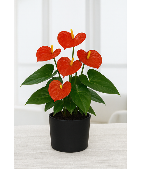Potted Anthurium Lily