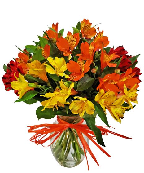 Alstroemeria Brights