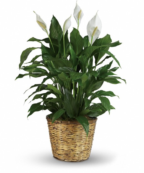 Peace Lily Green Plant