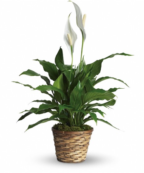 Peace Lily Green Plant