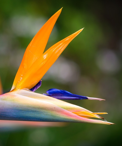 Designers Choice - Tropical Flowers