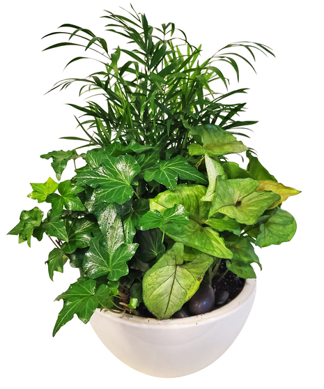 Small Dish Garden