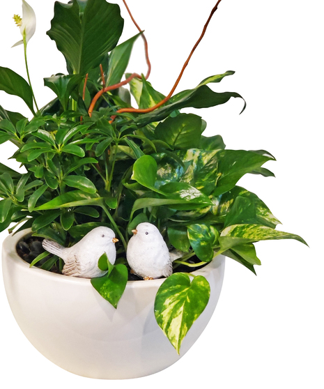 Bird Dish Garden