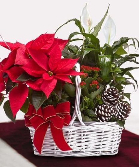 Poinsettia Garden Basket