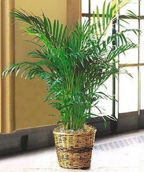Areca Palm Green Plant