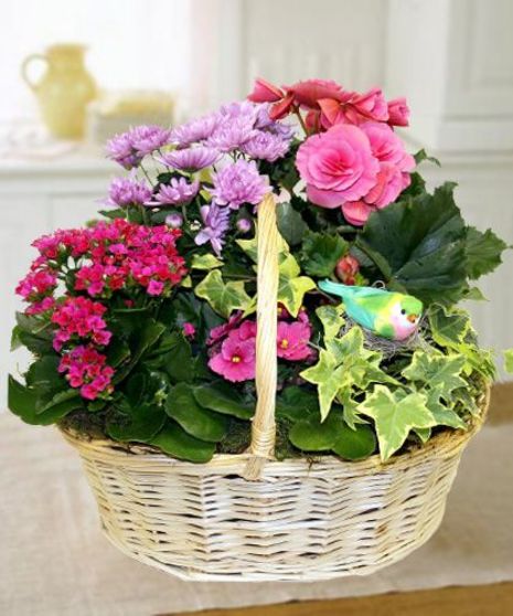 Sweet Bird Garden