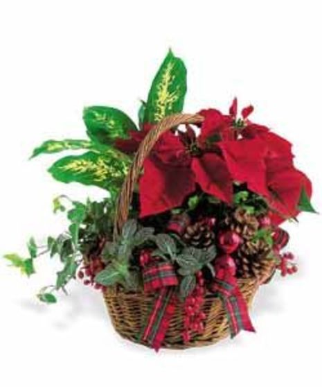European Poinsettia Holiday Garden