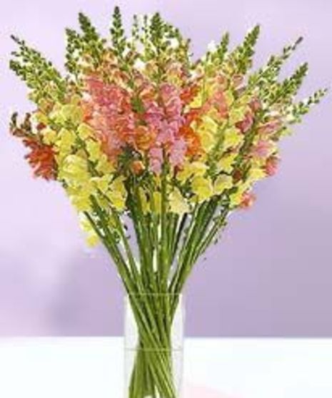 Fresh Cut Snapdragons